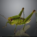 Vibrant Green And Yellow Grasshopper With Long Hind Legs And Antennae On Dark Background
