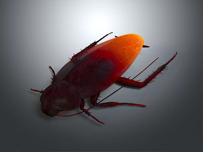 Detailed 3D Rendered Cockroach With Red Brown Body And Orange Back On Gray Gradient Background 3d model