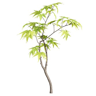 small tree dwarf tree sapling trees 3d model