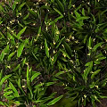 Lush Leafy Plants Growing With Long Dark Green Leaves And Yellow Flowers On Mossy Soil