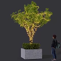 Illuminated tree with string lights in square stone planter and person standing nearby
