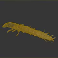 Insect Larva with Brown Segmented Body Black Head and Multiple Legs on Gray Gradient Background 3d model