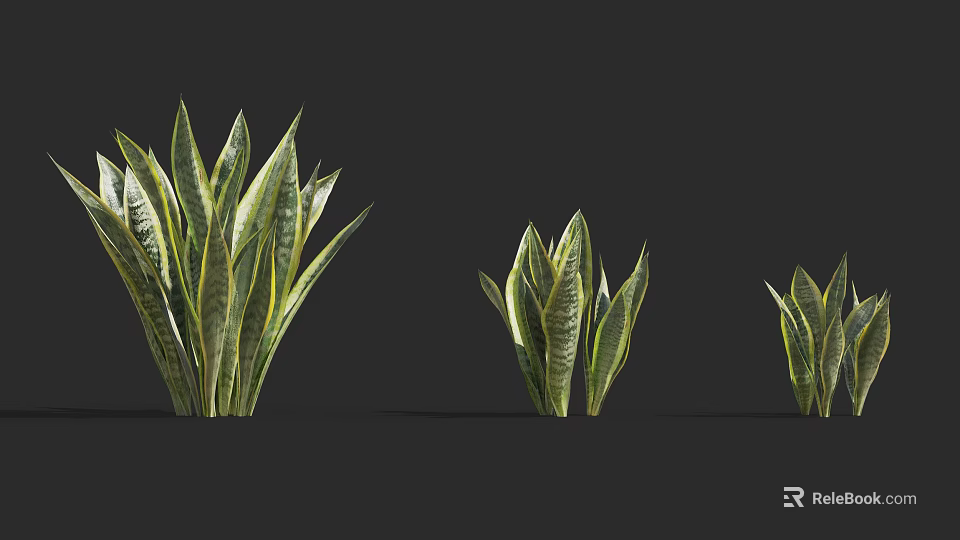 Three Different Sizes Green Yellow Striped Leaves Shrubs on Dark Background 3d model 