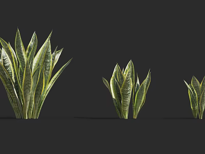 Three Different Sizes Green Yellow Striped Leaves Shrubs on Dark Background 3d model