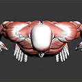 Detailed 3D Model of Human Muscle Anatomy Showing Body Organ Structures