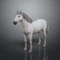 Realistic White Horse Animal Painting With Gray Mane And Dark Background