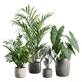 Modern Decorative Ornament Combination With Various Green Plants And Stylish Flower Pots