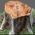 Natural Tree Stump With Circular Cross Section Growth Rings And Green Grass