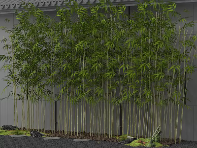 Tall Bamboo Plants With Lush Green Leaves Against Gray Wall Background 3d model