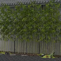 Tall Bamboo Plants With Lush Green Leaves Against Gray Wall Background