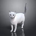 Sleek White Cat With Green Eyes Standing Isolated On Reflective Gray Surface