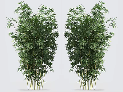 Lush Green Bamboo Plants with Tall Stems and Dense Foliage in Natural Garden View 3d model