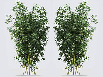 Modern bamboo 3d model