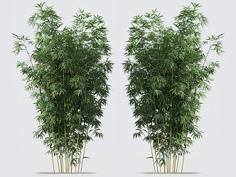 Modern bamboo 3d model