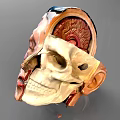 Brain structure Head structure 3d model
