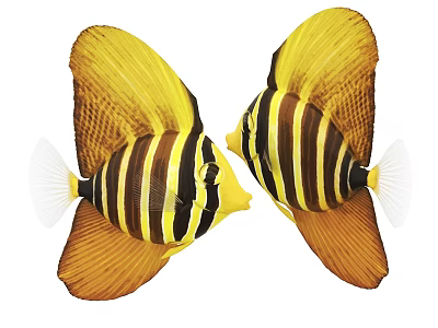 Two Yellow and Black Striped Butterflyfish with Vibrant Yellow Fins and Colorful Bodies 3d model