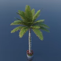 Green Palm Tree with Lush Fronds Textured Trunk in Decorative Pot and Red Flowers