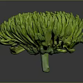 Vibrant Green Chrysanthemum Flower With Lush Petals And Unique Bloom