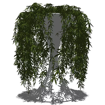 Hanging Bonsai Plant With Slender Leaves And Drooping Branches For Indoor Decor 3d model
