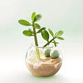 Decorative Ceramic Vessel with Sand Green Plants and Small Green Balls for Home Decoration