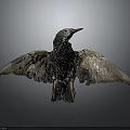 European Starling With Spread Wings And Black White Spotted Feathers On Dark Background