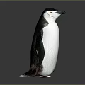 Penguin With White And Black Feathers Standing On Shiny Surface Against Gray Background