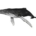 3D Rendered Humpback Whale Aquatic Animal Black And White Isolated On White Background Detailed Model
