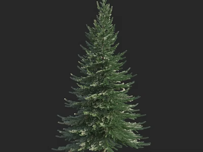 Tall Evergreen Arbor With Lush Green Foliage And Snow Dust Branches 3d model