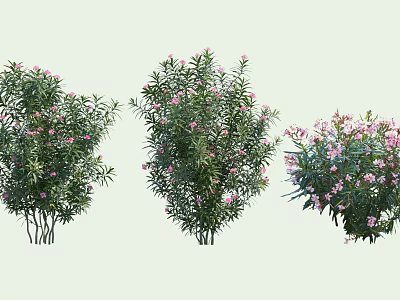Different Types of Garden Shrubs With Pink Flowers and Green Leaves 3d model