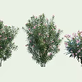 Different Types of Garden Shrubs With Pink Flowers and Green Leaves