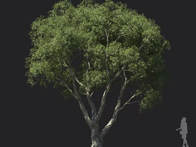 Tall Luxuriant Tree With Dense Green Foliage And Thick Trunk Featuring Human Scale Figure 3d model