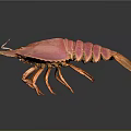 Vibrant Pink Spiny Lobster With Orange Claws Isolated On Dark Background