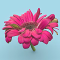 Beautiful Pink Flower with Vibrant Petals Dark Center and Green Stem on Light Blue Background