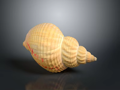 Conch Shell With Yellow Striped Spiral Pattern On Dark Background Surface 3d model