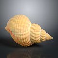 Conch Shell With Yellow Striped Spiral Pattern On Dark Background Surface 3d model