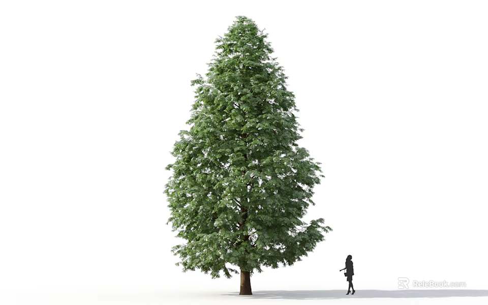 Tall Green Tree With Dense Foliage And Person Walking Nearby Against White Background 3d model 