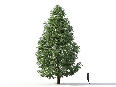 Tall Green Tree With Dense Foliage And Person Walking Nearby Against White Background 3d model