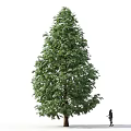 Tall Green Tree With Dense Foliage And Person Walking Nearby Against White Background
