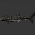 Realistic Whale Shark Model With White Spots On Dark Body And Marine Features