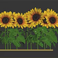 Cluster Of Vibrant Yellow Sunflowers With Dark Centers And Green Leaves On Green Base