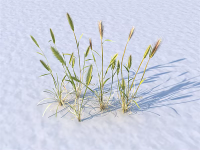 Green Grass with Slender Stems Green Leaves and Spike like Tops on White Background 3d model
