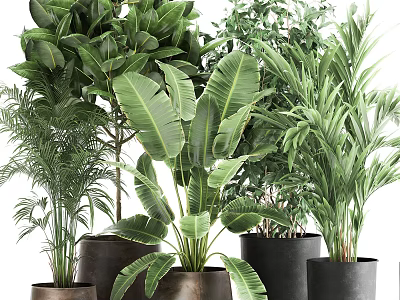 Various Green Potted Plants With Large Leaves In Decorative Black Pots 3d model