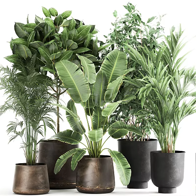 Various Green Potted Plants With Large Leaves In Decorative Black Pots 3d model