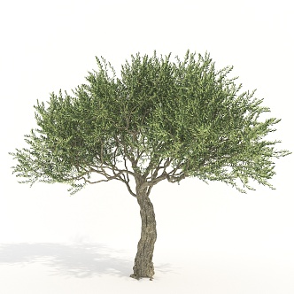 Trees Big Trees Landscape Trees Arbor 3d model