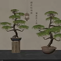Traditional Pine Bonsai Potted Plants In Ceramic Pots With Wooden Display Stands