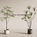 Minimalist Indoor Green Potted Plants With White And Black Ceramic Decorative Pots