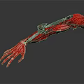 Futuristic Red Robotic Mechanical Arm With Metal Structure And Muscle Design