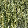 Modern Tree Landscape Tree Trees 3d model