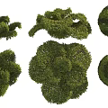 Various Decorative Garden Bushes With Different Trimmed Shapes For Landscaping Design