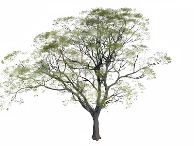 Tall Deciduous Tree With Lush Green Foliage Strong Trunk And Spreading Branches 3d model
